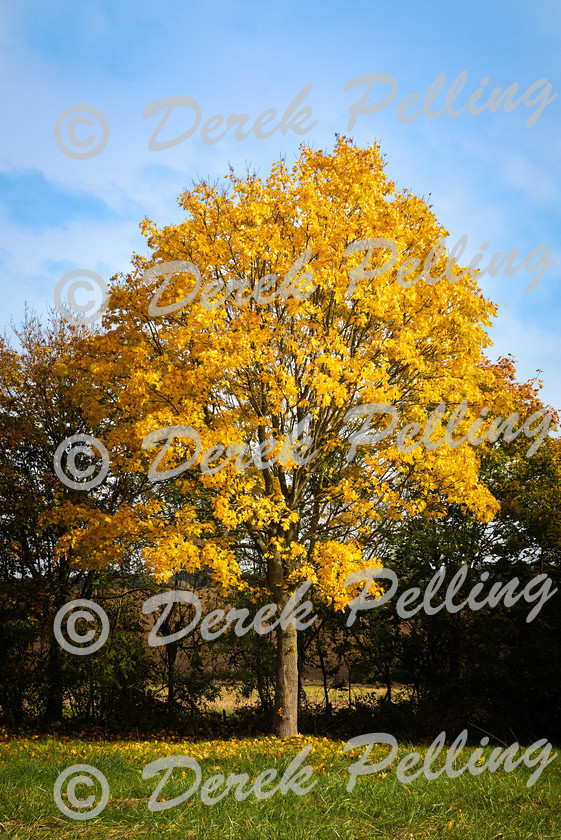 Yellow-Tree