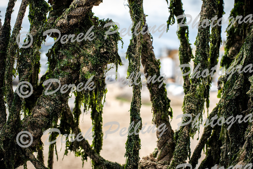 Seaweed-Rope